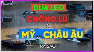 Dưa Leo chống lũ ở Mỹ và Châu Âu ra sao? [Dưa Leo DBTT]