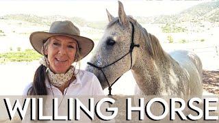 How to have a willing horse | Free forward movement