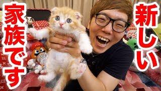 [Report] I got a new family! I’m gonna keep a cat! [Hikakin TV] [Cat]