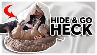 Hiding From My Dogs | Playing Hide and Seek With Staffy Dog and American  Bully