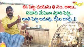 Jathi Pettalu Farming | Puri Pettalu | ఈ పెట్ట వయసు 8సం.రాలు..! ఏడాది మేపినా పూరి పెట్ట..! Tone Agri