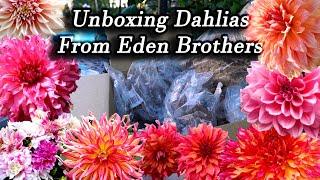 Unboxing Dahlias I'm Planting For 2021 From Eden Brothers - I'm so far behind!