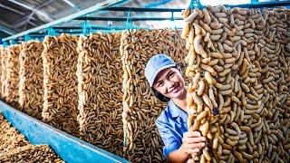 You Won't Believe How Silkworm is Produced And What is Made Using Silkworm