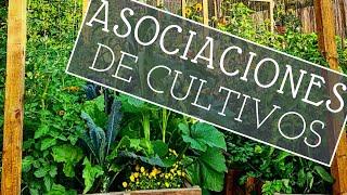 ASOCIACIONES de CULTIVOS: Cómo funcionan?