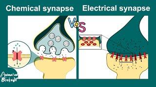 Chemical vs Electrical synapses | Neurology | Neuroanatomy | USMLE