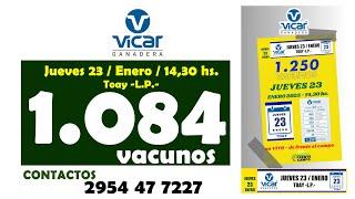 en VIVO - 14,30 hs. - REMATE FERIA de VICAR GANADERA S.A. - JUE. 23 / EN. / 2025 - TOAY -L.P.-