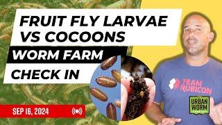 Fruit Flies vs Cocoons: Weekly Worm Farm Check In Sept 16, 2024