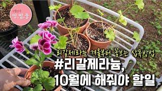 제라늄,리갈제라늄 10월에 할일  #리갈제라늄꽃보는방법 #리갈제라늄삽목 #리갈제라늄뿌리찢기