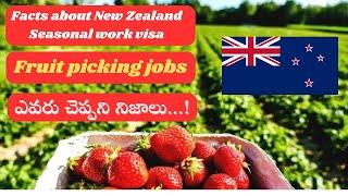 Facts about New Zealand Seasonal work visa and Fruit picking jobs || ఎవరు చెప్పని నిజాలు !! #telugu