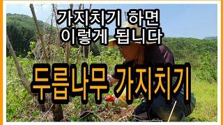 두릅나무 가지치기