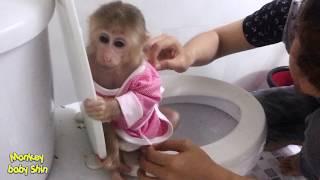 Monkey Baby Shin Going to The Toilet is Very Familiar | Cute animal videos