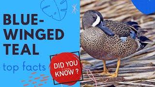 Blue-winged Teal facts