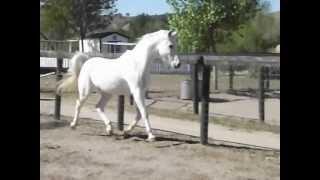 Arabian Horse Floating Trot