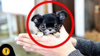 TOP 10 SMALLEST DOG BREEDS