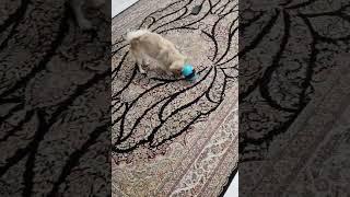 اسباب بازی تخلیه انرژی و تشویقی #dog #shortvideo #حیوانات #pets