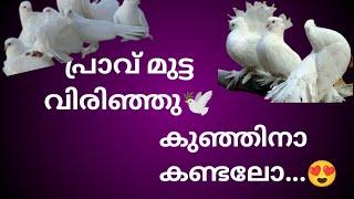 pigeon love videopigeon#pravu #malayalam #video#Dhiyazzz world