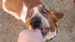 Basset Hounds don't listen.....