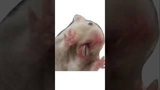 나 햄쩌인데 질문 받는다