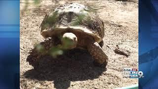 Missing wayward tortoise returns home