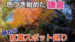 色づき始めた鎌倉で静かな紅葉スポットを巡る！【鎌倉紅葉】