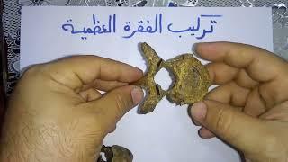 الاحياء للثانوية العامة فى 5 دقائق (تركيب الفقرة العظمية)