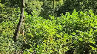 A Woodland Management Moment: Small Forest Openings