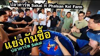 ไปแย่งซื้อปลา Sakai ที่ Phaisal Koi Farm