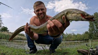 Monster Aale Tagsüber im See gefangen, Eel Catcher liefert #angeln #fishing #aal #eel