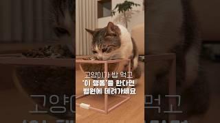 Why cats should watch their eating behavior carefully