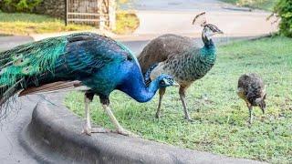 peacock dance background video #peacock #vlog #danceperformance #viralvideo