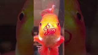 The most DANGEROUS fish in the world