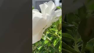 White rose at White House #farmhouse #rose #flowers #nature #garden #beautiful #kdlwhitehouse #hyd