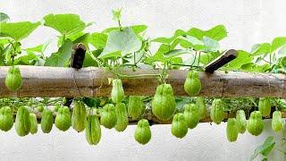 Unexpectedly, Growing Chayote at Home is so easy, so many fruits