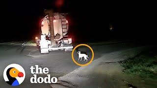 Dog Dumped by Road Becomes Best Friends with Her New Baby Sister | The Dodo