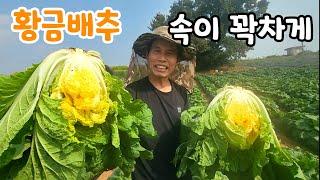 속이 꽉차게 하려면 지금 가장 중요한 시기 #황금절임배추