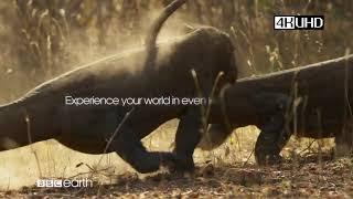 #高清看地球-BBC Earth 《地球脈動 第2季》 Planet Earth II