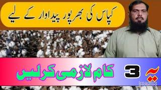 Three Keys to Increase Cotton Yield in Pakistan || kisan dost tv pk