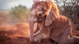 Spread The Love This Holiday Season | Adopt An Elephant, Rhino, Or Giraffe