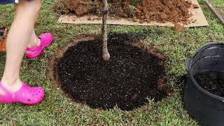 Planting A Red Maple Tree