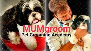 Grooming Academy for pets | MUMgroom | detail video | learning skills