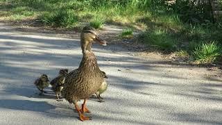 Entenküken folgen der Mama