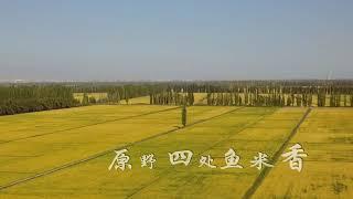 Xinjiang rice production scene