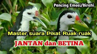 master suara pikat Ruak" Jantan & Betina /pancing birahi-emosi