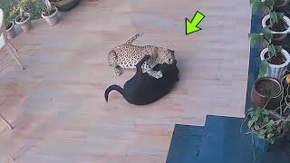 DOG WINS FIGHT AGAINST HUNGRY LEOPARD