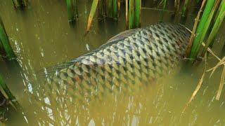 Wow ! Amazing Hand Fishing Catching Carp & Snakehead Fish in Rice Fields Near Dry Season