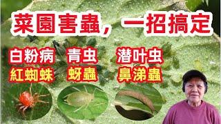 DIY insecticide 對付菜園害蟲，這一招最厲害，害蟲全滅光，常見的害蟲|蚜蟲，紅蜘蛛，潛葉蟲，青蟲，鼻涕蟲，白粉病