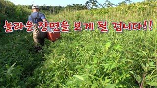 뱀이 우글우글 물칸에 삼각 통발을 넣어보자!! 장사해도 되는거 아녀 ??/ Catching freshwater fish in a snake-filled grass.