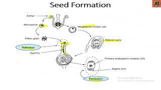 Seed Formation Process ।। "Learn with AB Tusar"