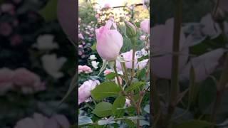 Розы, цветы , сад . Roses, flowers #rose #flowers #garden