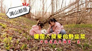 漫山遍野的野韭菜，熊葱Bärlauch终于出了，这个德国人最爱吃的春天野菜，中国家庭采摘第一茬|Picking wild leeks in Germany|Chinese family picking